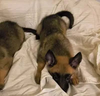 3 Puppies ALL BOYSSS !!!, a male Belgian Malinois and German Shepherd Dog for sale in Chicago, IL – 5 of 9