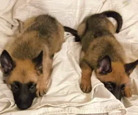 3 Puppies ALL BOYSSS !!!, a male Belgian Malinois and German Shepherd Dog for sale in Chicago, IL – 4 of 9
