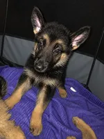 Lady, a female Belgian Malinois and German Shepherd Dog for sale in Chicago, IL – 3 of 3