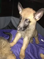 Cooper, a male Belgian Malinois and German Shepherd Dog for sale in Chicago, IL – 3 of 4