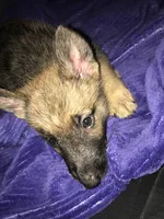 Cooper, a male Belgian Malinois and German Shepherd Dog for sale in Chicago, IL – 2 of 4