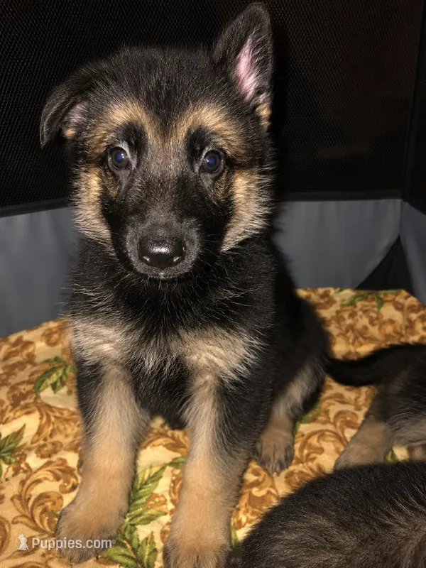Lady – Belgian Malinois, German Shepherd Dog puppy for sale in Chicago, IL