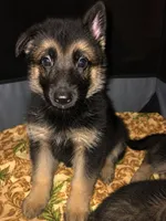 Lady, a female Belgian Malinois and German Shepherd Dog for sale in Chicago, IL – 1 of 3