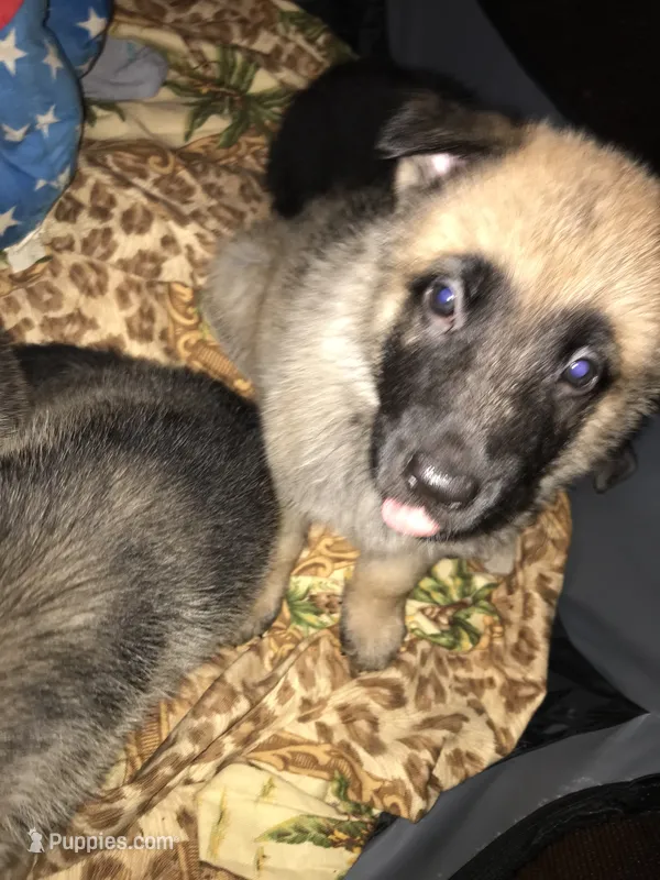 Cooper – Belgian Malinois, German Shepherd Dog puppy for sale in Chicago, IL