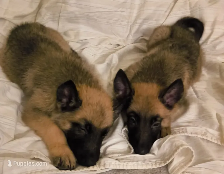 Cooper – Belgian Malinois, German Shepherd Dog puppy for sale in Chicago, IL
