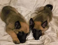Cooper, a male Belgian Malinois and German Shepherd Dog for sale in Chicago, IL – 1 of 2