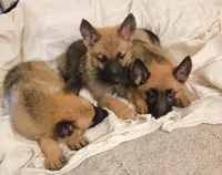 3 Puppies ALL BOYSSS !!!, a male Belgian Malinois and German Shepherd Dog for sale in Chicago, IL – 2 of 9