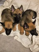 3 Puppies ALL BOYSSS !!!, a male Belgian Malinois and German Shepherd Dog for sale in Chicago, IL – 8 of 9