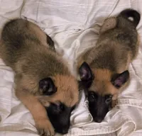 3 Puppies ALL BOYSSS !!!, a male Belgian Malinois and German Shepherd Dog for sale in Chicago, IL – 9 of 9