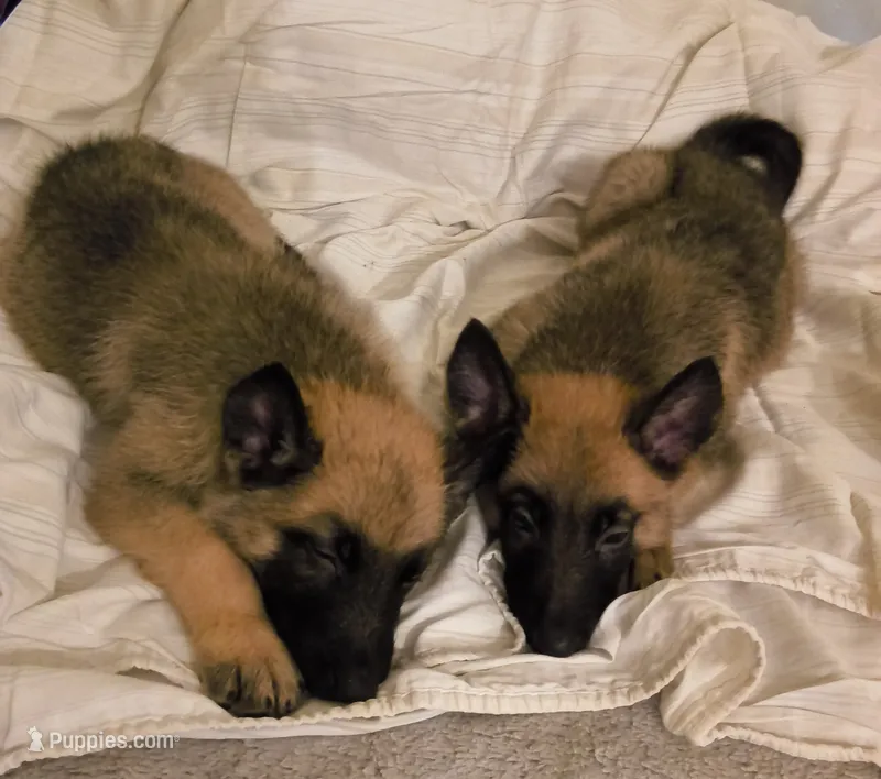 3 Puppies ALL BOYSSS !!! – Belgian Malinois, German Shepherd Dog puppy for sale in Chicago, IL