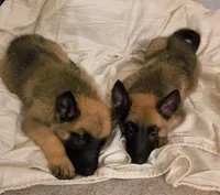 3 Puppies ALL BOYSSS !!!, a male Belgian Malinois and German Shepherd Dog for sale in Chicago, IL – 1 of 9