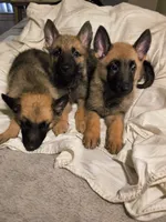 3 Puppies ALL BOYSSS !!!, a male Belgian Malinois and German Shepherd Dog for sale in Chicago, IL – 3 of 9