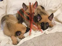 Cooper, a male Belgian Malinois and German Shepherd Dog for sale in Chicago, IL – 2 of 2