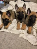 3 Puppies ALL BOYSSS !!!, a male Belgian Malinois and German Shepherd Dog for sale in Chicago, IL – 6 of 9