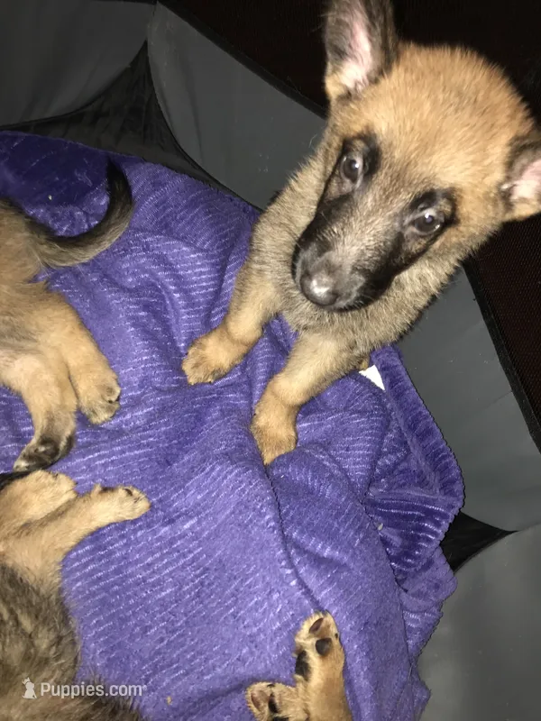 Buddy – Belgian Malinois, German Shepherd Dog puppy for sale in Chicago, IL