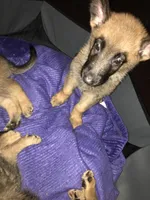 Buddy, a male Belgian Malinois and German Shepherd Dog for sale in Chicago, IL – 1 of 3
