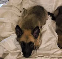 3 Puppies ALL BOYSSS !!!, a male Belgian Malinois and German Shepherd Dog for sale in Chicago, IL – 7 of 9