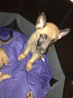 Buddy, a male Belgian Malinois and German Shepherd Dog for sale in Chicago, IL – 2 of 3