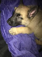 Cooper, a male Belgian Malinois and German Shepherd Dog for sale in Chicago, IL – 4 of 4