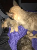 Buddy, a male Belgian Malinois and German Shepherd Dog for sale in Chicago, IL – 3 of 3
