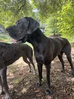 Euro Blue Male , a male Great Dane for sale in Tallahassee, FL – 4 of 6