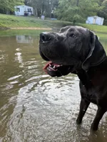 Euro Blue Male , a male Great Dane for sale in Tallahassee, FL – 2 of 6