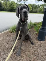 Euro Blue Male , a male Great Dane for sale in Tallahassee, FL – 3 of 6