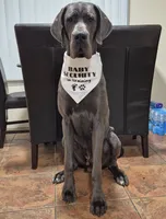 Euro Blue Male , a male Great Dane for sale in Tallahassee, FL – 5 of 6