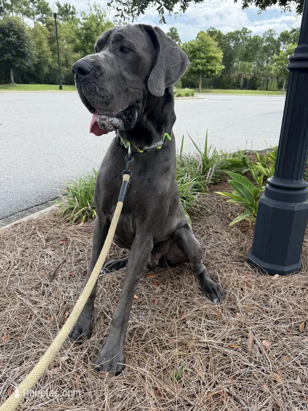 Euro Blue Male  – Great Dane puppy for sale in Tallahassee, FL