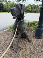 Euro Blue Male , a male Great Dane for sale in Tallahassee, FL – 1 of 6