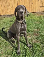 Euro Blue Male , a male Great Dane for sale in Tallahassee, FL – 6 of 6