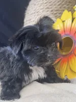 Ellie, a female Pekingese and Shih Tzu for sale in Grand Bay, AL – 2 of 6