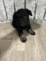 Schnuggles, a female Schnoodle for sale in Mobile, AL – 5 of 6
