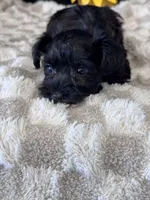 Black Cherry, a female Miniature Schnauzer for sale in Grand Bay, AL – 5 of 5