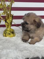 Tzu tzu, a female Shih Tzu for sale in Mobile, AL – 4 of 4