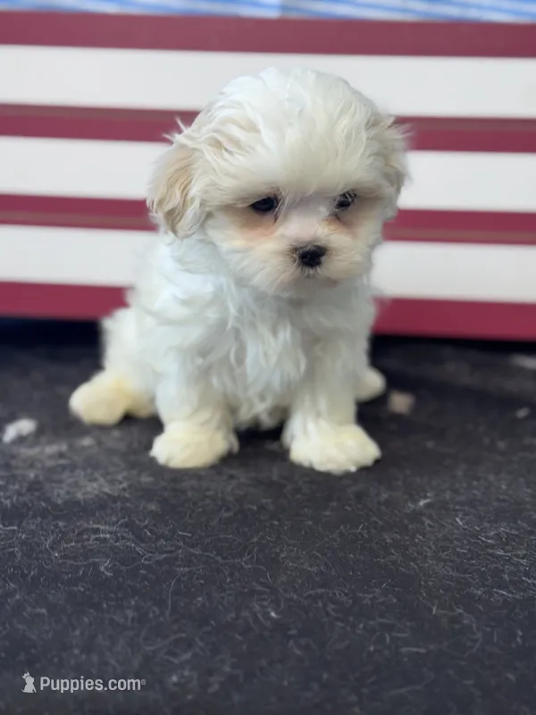 Sol – Mal Shi puppy for sale in Mobile, AL