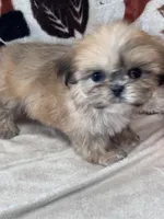 Lolly, a female Shih Tzu for sale in Grand Bay, AL – 6 of 6