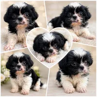 Pippa, a female Shih Tzu for sale in Mobile, AL – 1 of 1