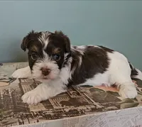 Lovie, a female Yorkshire Terrier for sale in Grand Bay, AL – 3 of 5