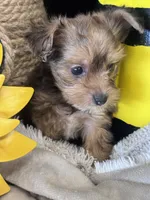 Horas, a male Yorkshire Terrier and Poodle - Toy  for sale in Grand Bay, AL – 2 of 5