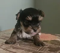 Pia, a female Yorkshire Terrier for sale in Grand Bay, AL – 4 of 5