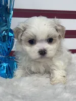 Sol, a male Mal Shi for sale in Mobile, AL – 3 of 4