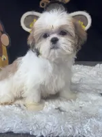 Angie , a female Shih Tzu for sale in Mobile, AL – 3 of 4