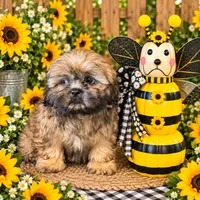Lucillia , a female Shih Tzu for sale in Grand Bay, AL – 2 of 2