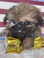 Fanny, a female Shih Tzu for sale in Mobile, AL – 2 of 3