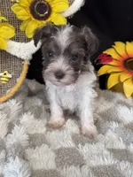 Percy, a male Miniature Schnauzer for sale in Grand Bay, AL – 5 of 6