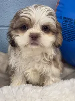 Joffery, a male Shih Tzu for sale in Mobile, AL – 5 of 6