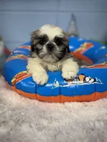 Jace, a male Shih Tzu for sale in Mobile, AL – 3 of 7