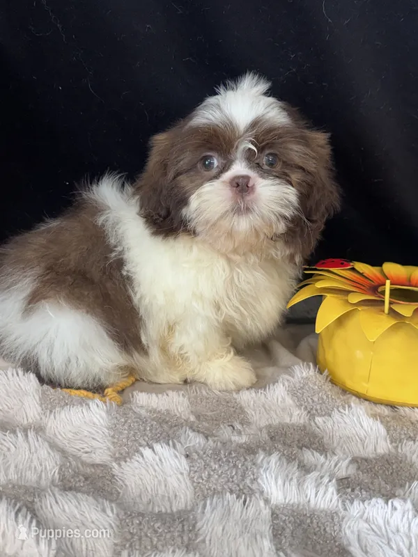 Kaden – Shih Tzu puppy for sale in Grand Bay, AL