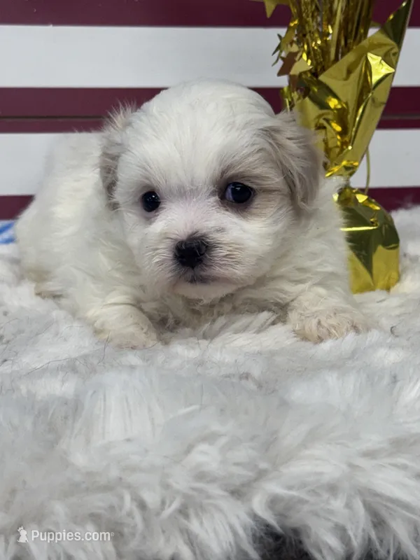 Eclipse – Mal Shi puppy for sale in Mobile, AL